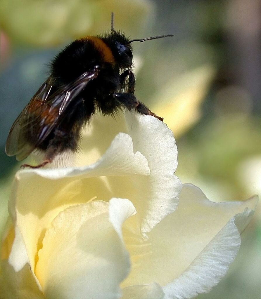 CLOSE-UP OF BEE POLLINATING ON FLOWER