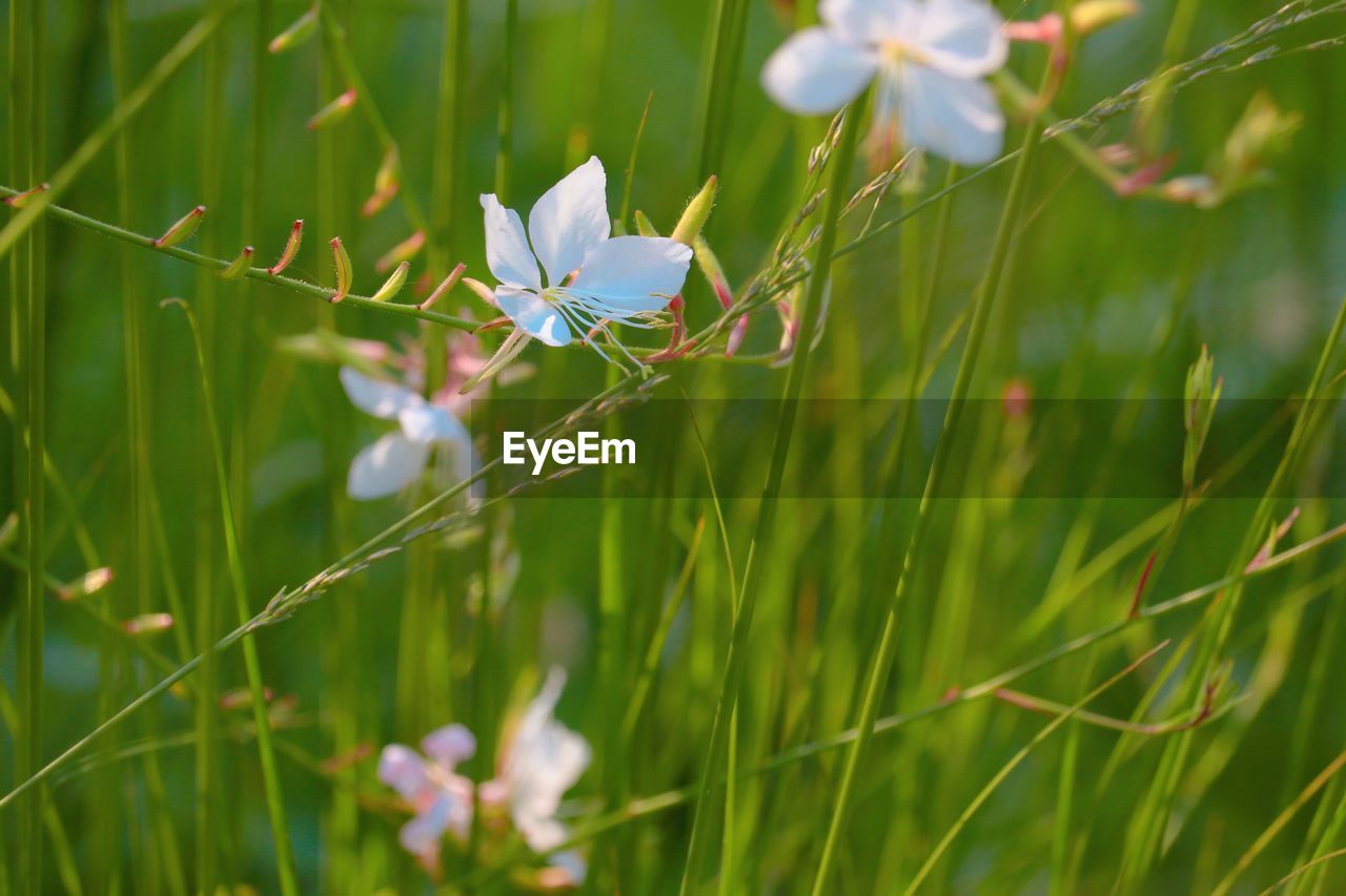 plant, meadow, grass, flower, flowering plant, beauty in nature, nature, fragility, animal, close-up, animal themes, freshness, animal wildlife, prairie, green, macro photography, grassland, no people, springtime, environment, wildflower, field, insect, lawn, outdoors, plain, growth, wildlife, focus on foreground, land, one animal, animal wing, selective focus, day, white, summer, social issues, petal, environmental conservation, landscape, flower head, water, tranquility, macro, blossom