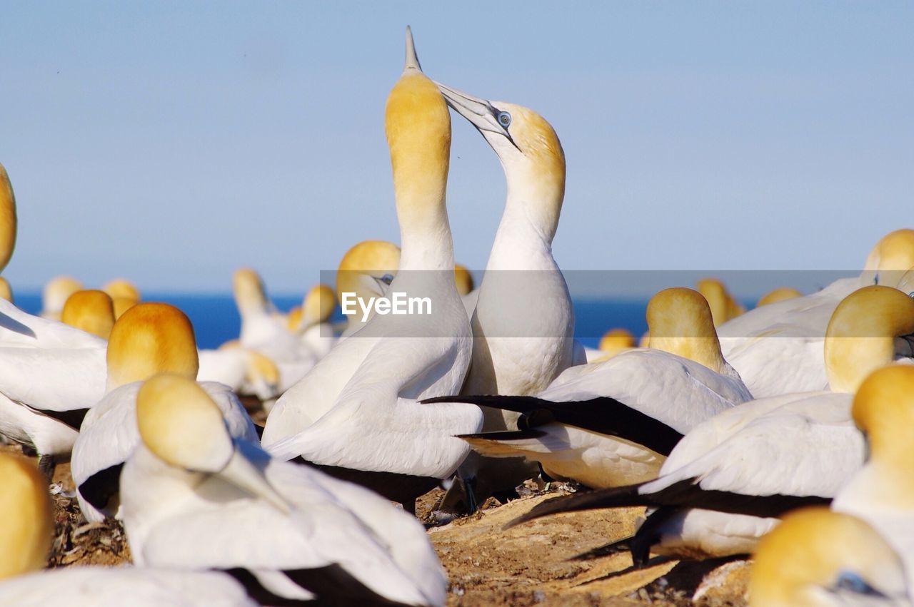 Gannets perching on sea shore against sky