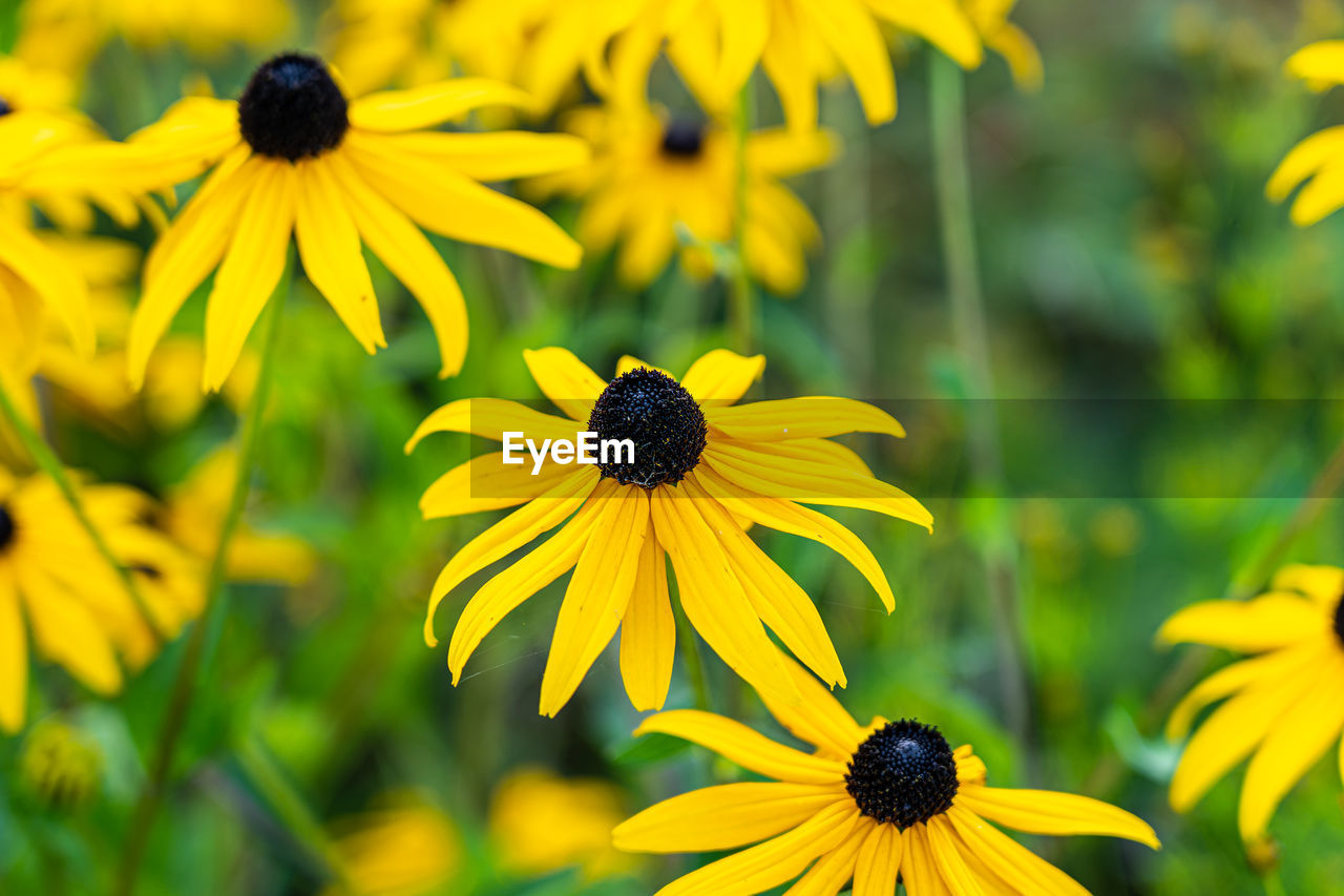 flower, flowering plant, plant, yellow, freshness, beauty in nature, black-eyed susan, flower head, nature, growth, close-up, fragility, petal, summer, inflorescence, focus on foreground, meadow, macro photography, no people, outdoors, botany, pollen, day, field, sunlight, animal wildlife, green, springtime, wildflower