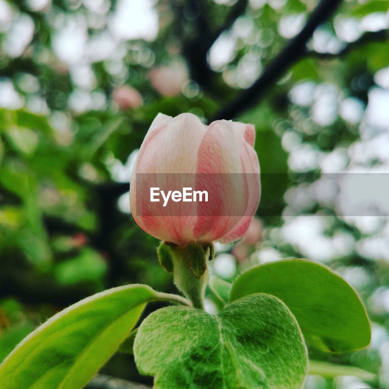 plant, flower, flowering plant, beauty in nature, freshness, leaf, plant part, close-up, nature, growth, fragility, blossom, pink, petal, no people, inflorescence, flower head, focus on foreground, tree, green, bud, springtime, outdoors, day, botany