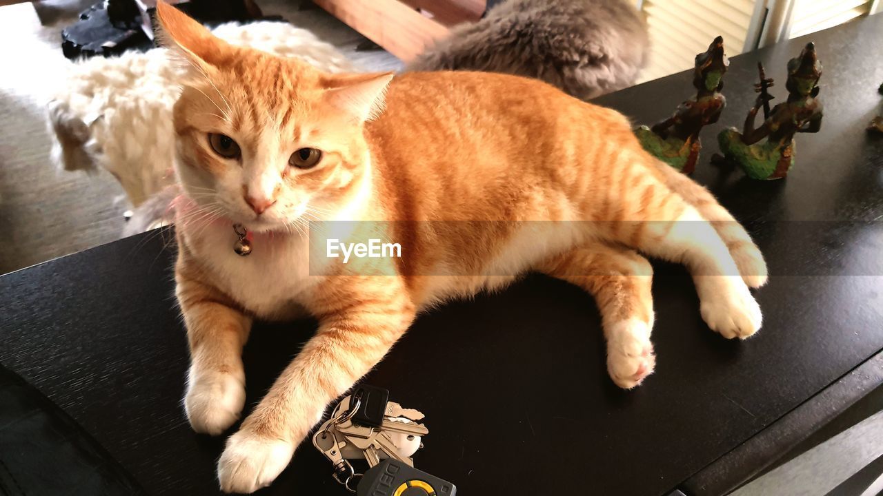 cat, mammal, animal, pet, animal themes, domestic animals, one animal, domestic cat, feline, felidae, whiskers, small to medium-sized cats, looking at camera, indoors, portrait
