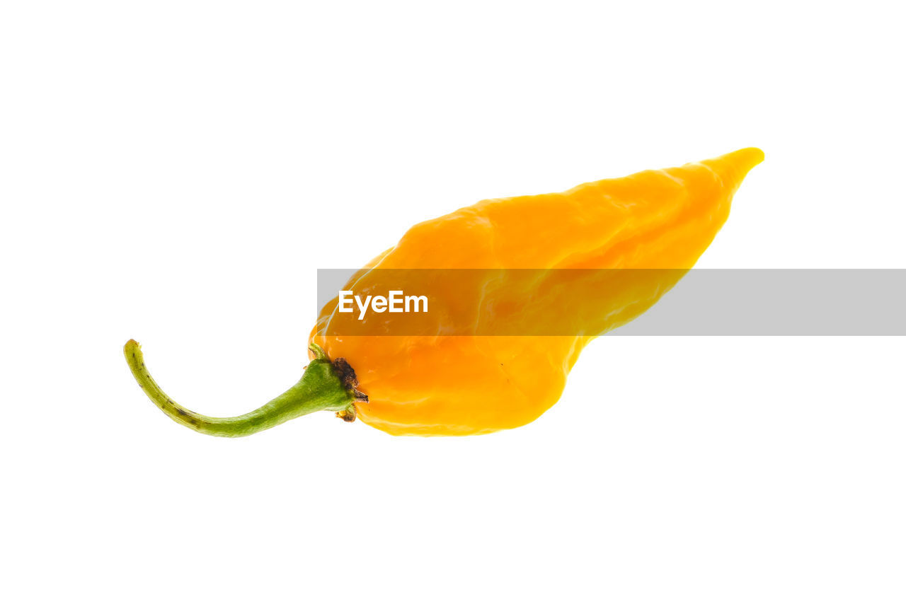 CLOSE-UP OF ORANGE FRUIT AGAINST WHITE BACKGROUND