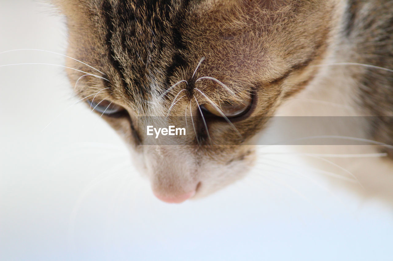 CLOSE-UP OF A CAT WITH EYES