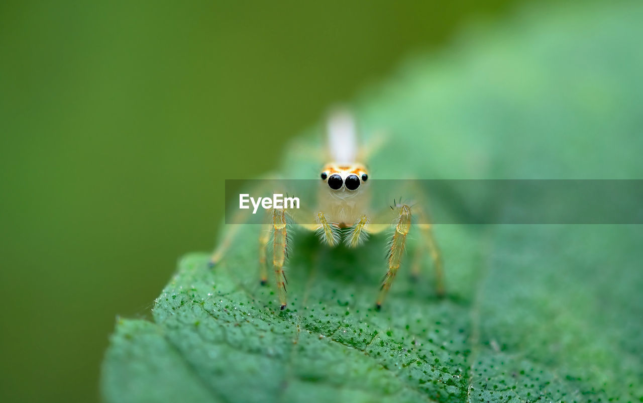 CLOSE-UP OF SPIDER IN THE GREEN LEAF