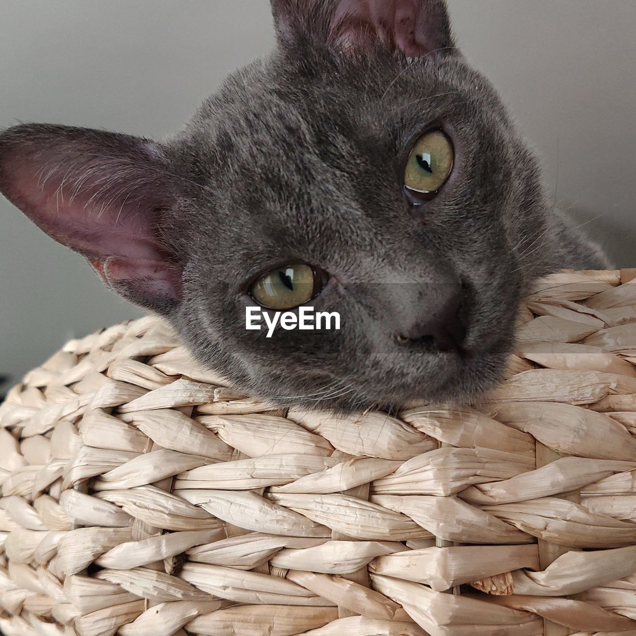 CLOSE-UP PORTRAIT OF A BLACK CAT