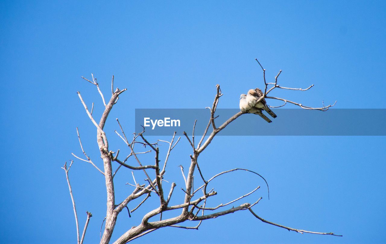 LOW ANGLE VIEW OF BIRD ON BRANCH AGAINST BLUE SKY