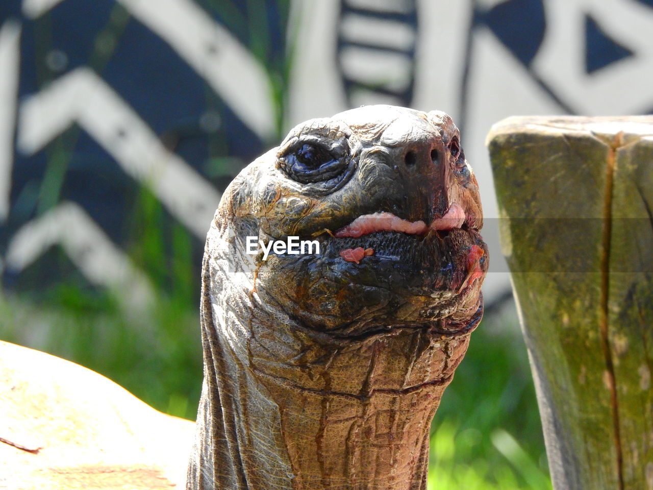 CLOSE-UP PORTRAIT OF A DUCK