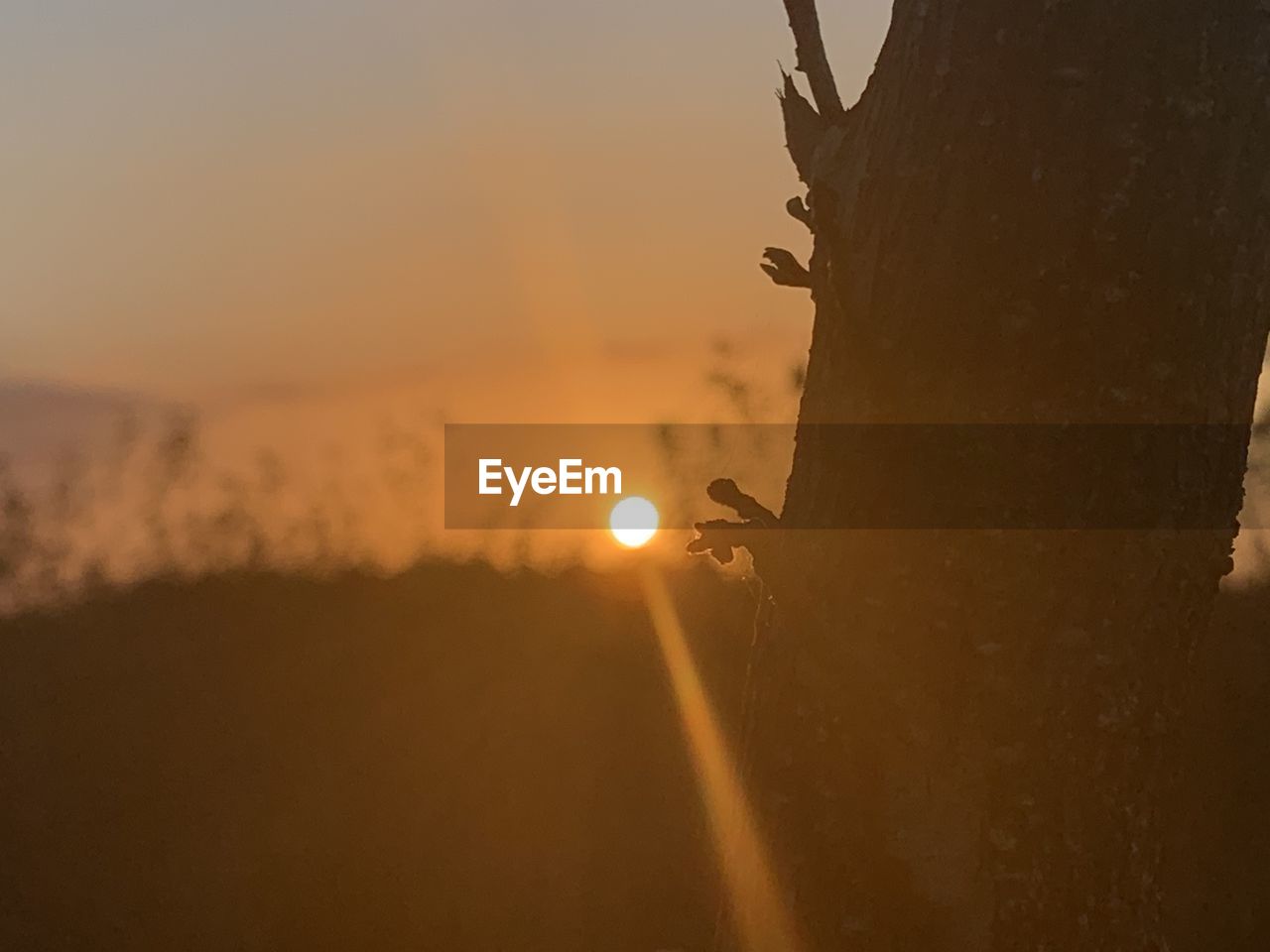 CLOSE-UP OF SILHOUETTE TREE AGAINST ORANGE SKY