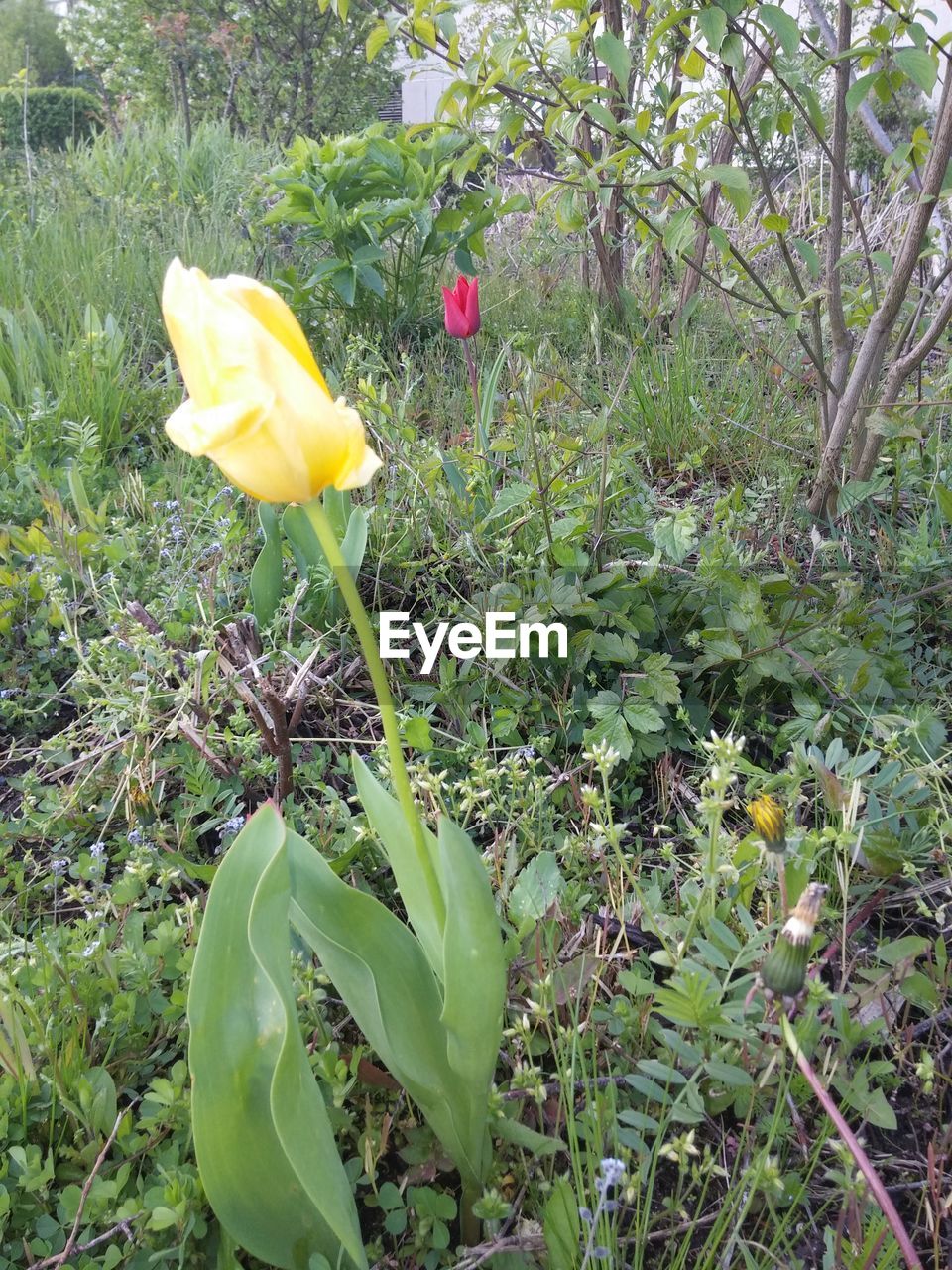 CLOSE-UP OF YELLOW FLOWERS BLOOMING IN PARK