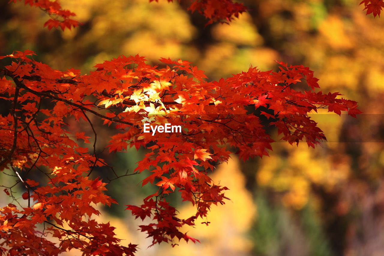 CLOSE-UP OF MAPLE LEAVES ON BRANCH