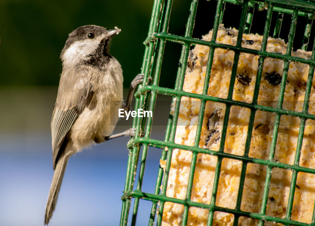 Close-up of bird on bird feeder