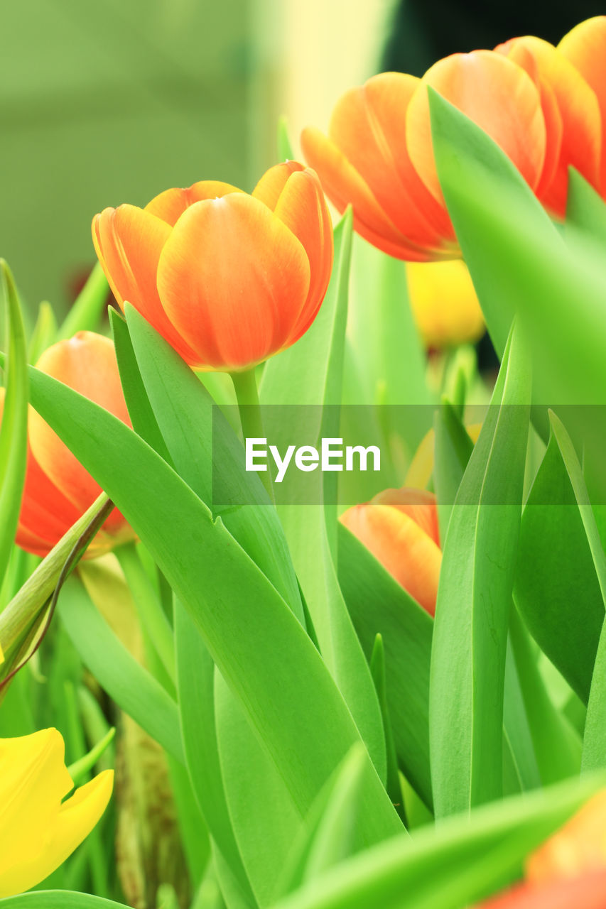 CLOSE-UP OF ORANGE FLOWERING PLANTS