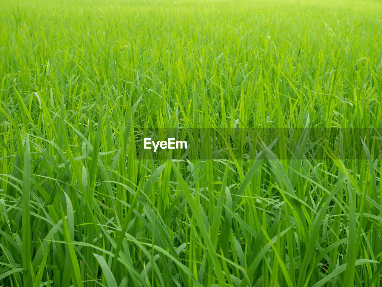 Full frame shot of corn field