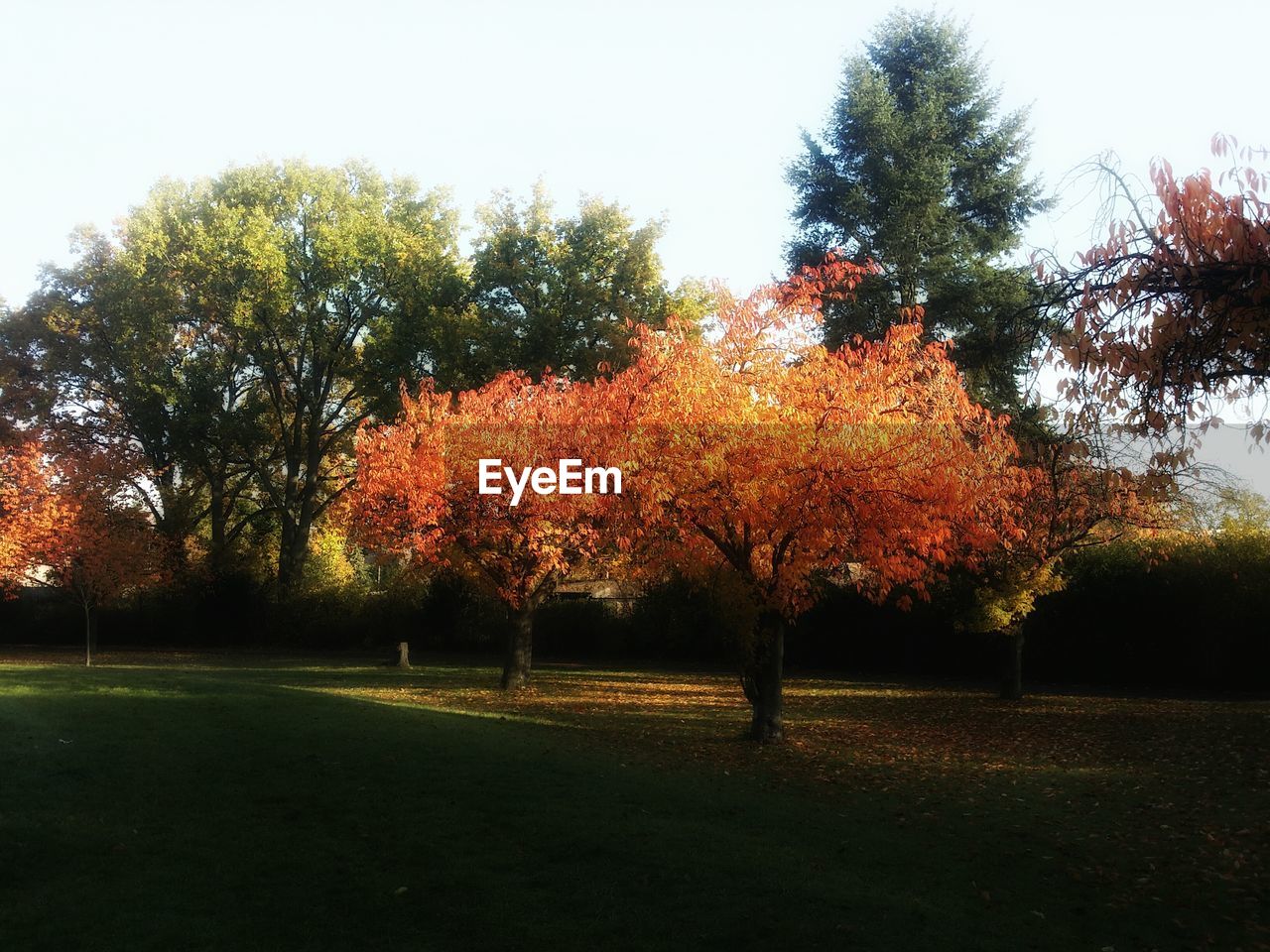 VIEW OF TREES IN PARK