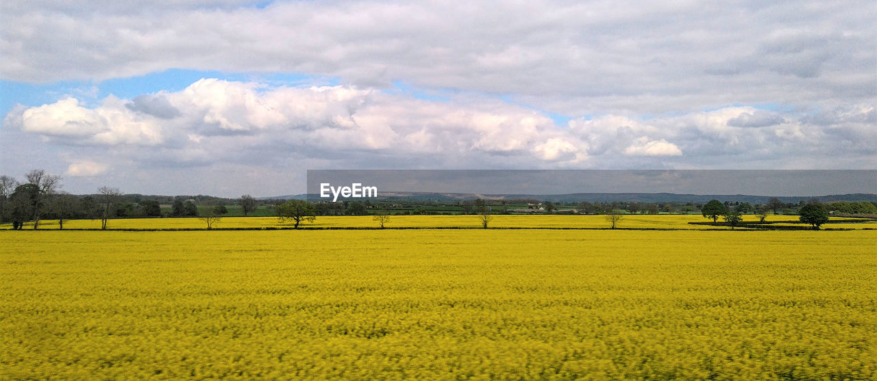 Idyllic shot of oilseed rape field against sky