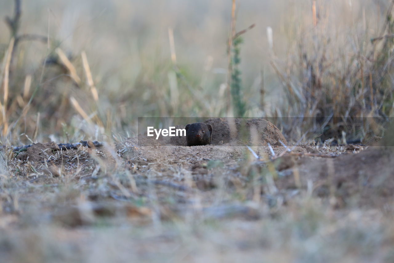 CLOSE-UP OF ANIMAL ON GRASS