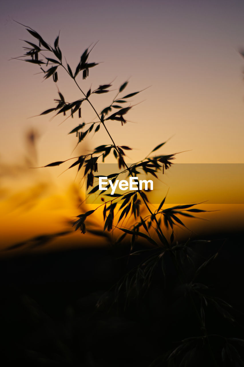 Silhouette plants against sunset sky