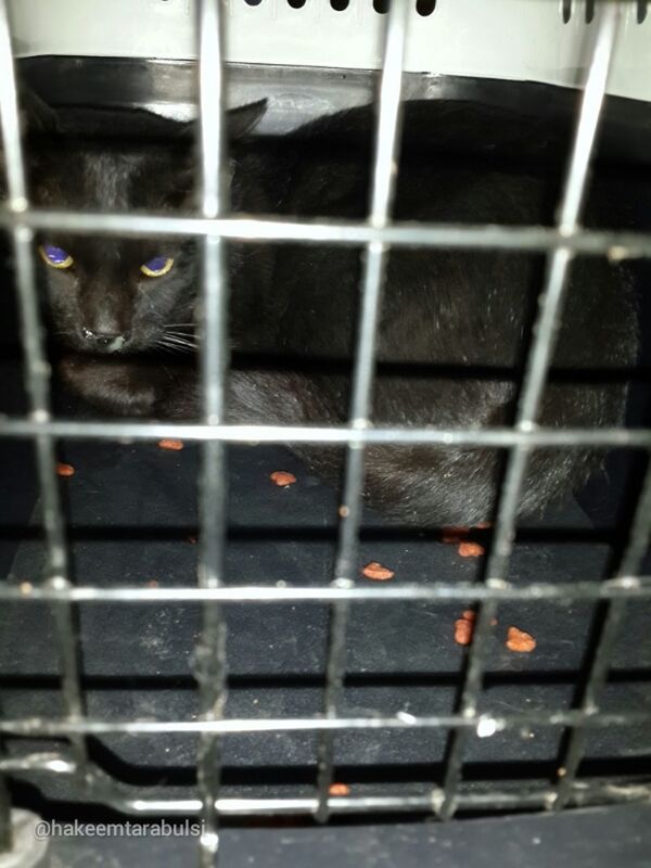 High angle portrait of cat in cage