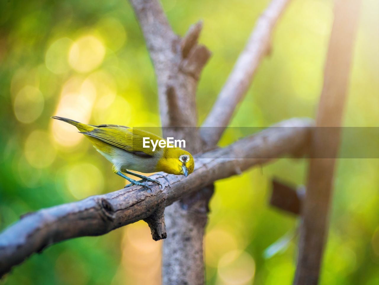 Bird warbling white-eye. bird distinctive white eye-ring and overall yellowish upper parts