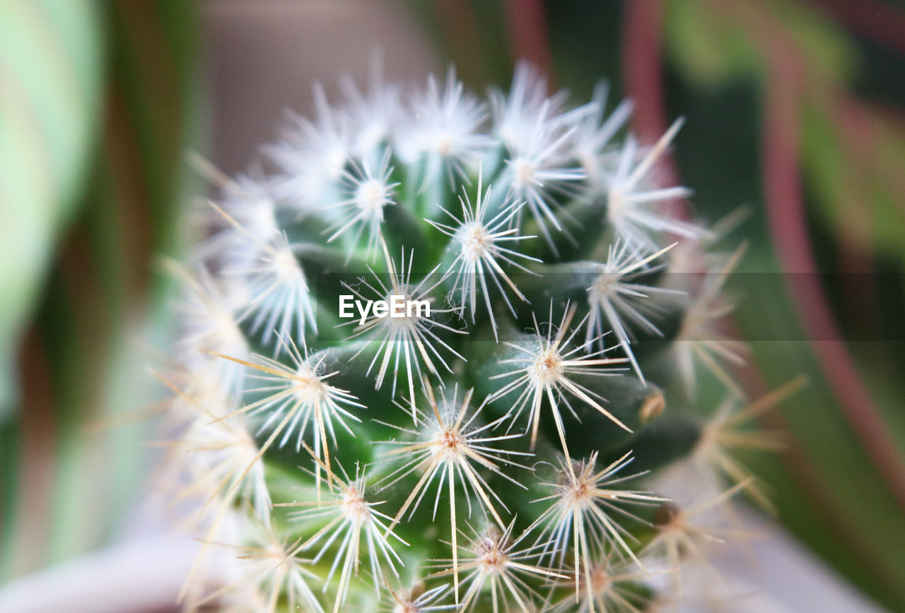 CLOSE-UP OF CACTUS PLANT IN POT