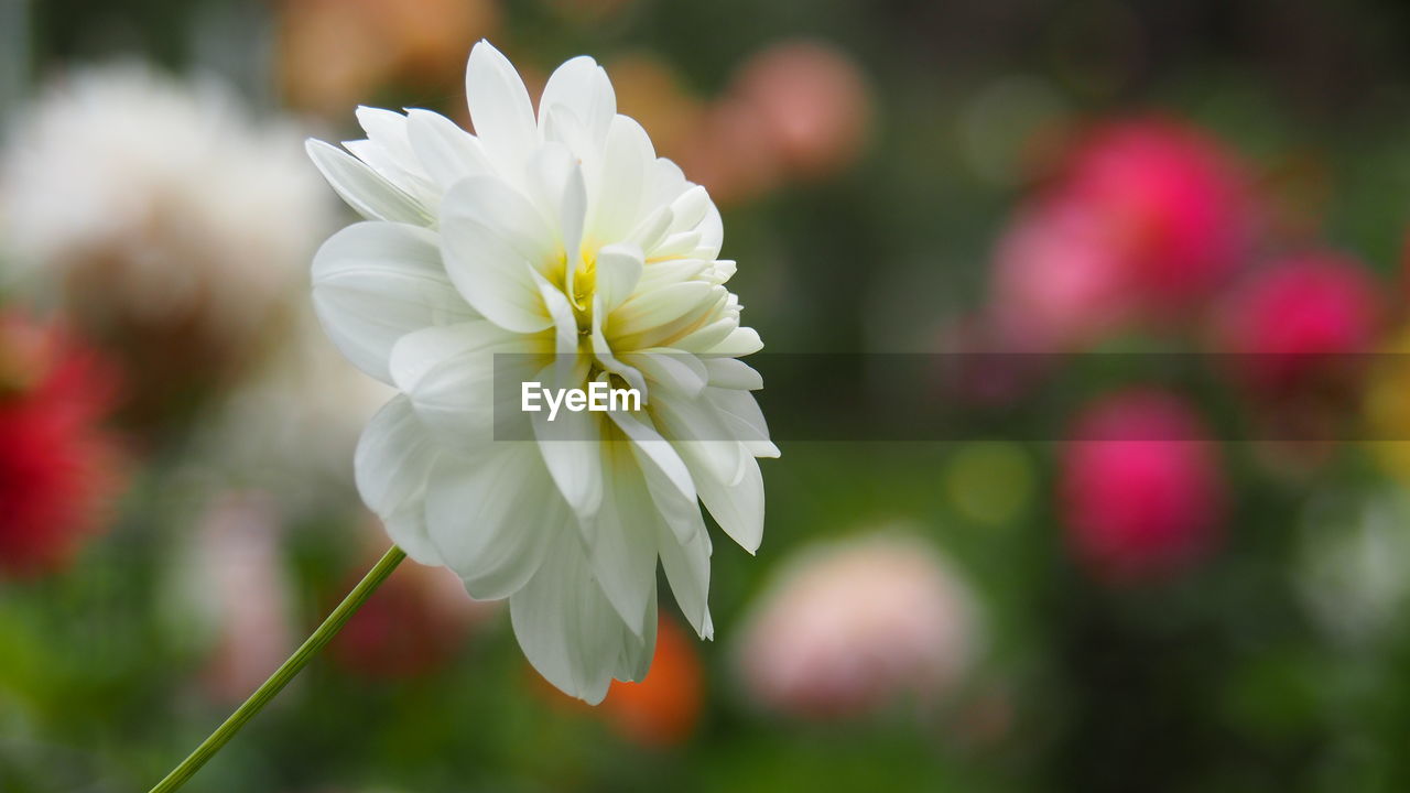 Close-up of pink flower