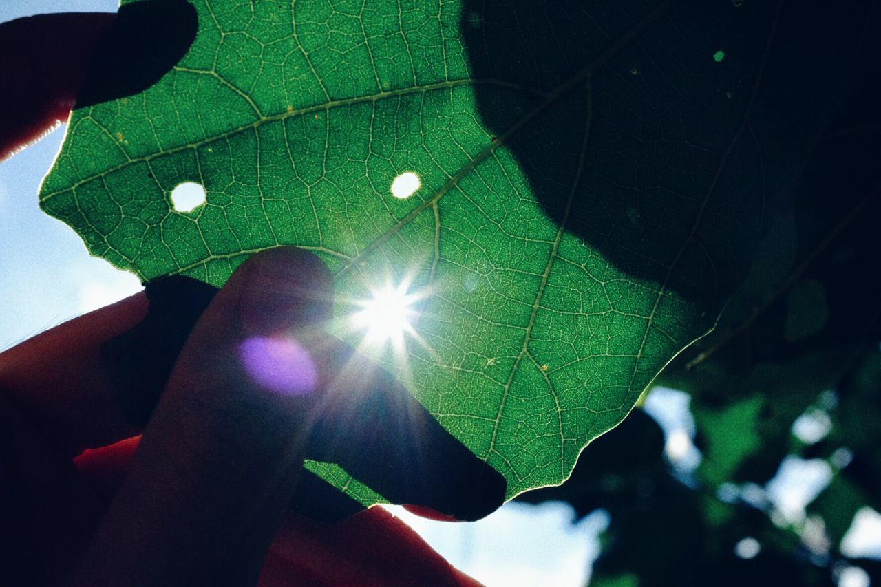 CLOSE-UP OF HAND WITH LEAF