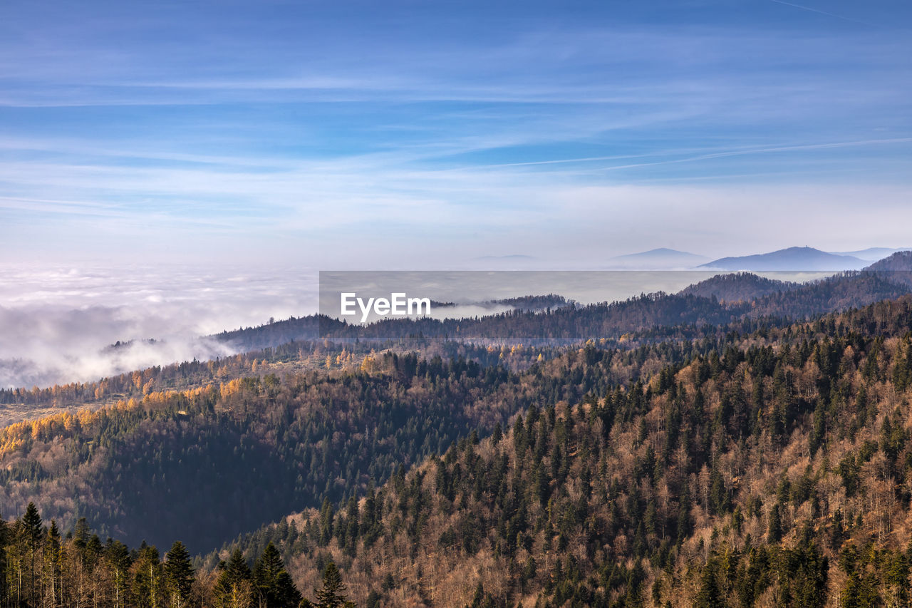 PANORAMIC VIEW OF TREES ON MOUNTAIN AGAINST SKY