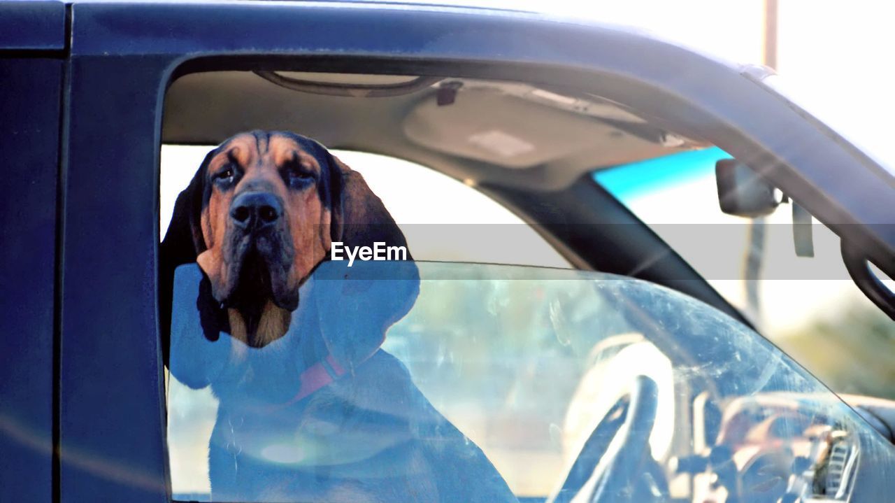 CLOSE-UP OF DOG IN CAR