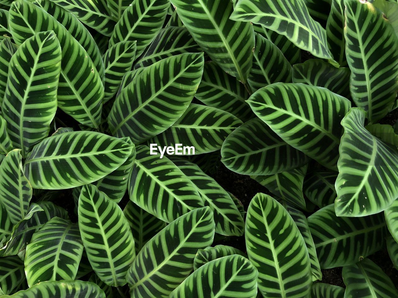 CLOSE-UP OF GREEN LEAVES