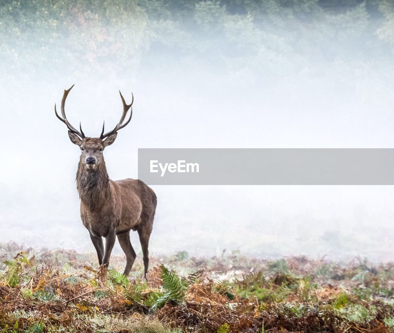 Elk against foggy weather in forest