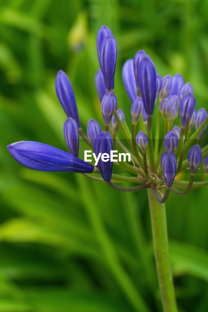 plant, flower, flowering plant, freshness, beauty in nature, purple, close-up, nature, growth, green, fragility, no people, springtime, petal, macro photography, focus on foreground, blossom, flower head, plant part, inflorescence, leaf, wildflower, meadow, outdoors, vibrant color, summer, selective focus, grass, botany, environment, blue, food, flowerbed, land, bud, garden, ornamental garden, food and drink, field