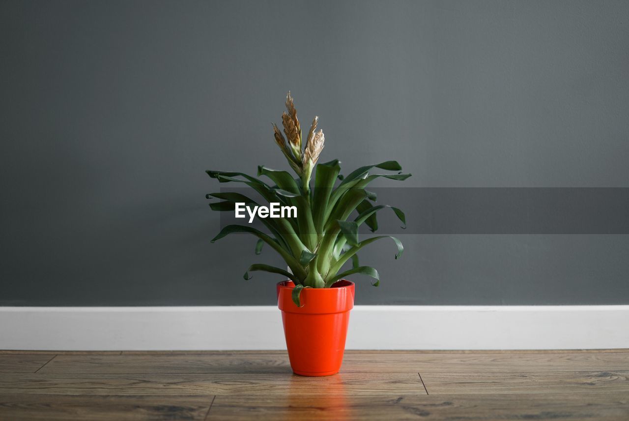 Potted plant on table against wall at home