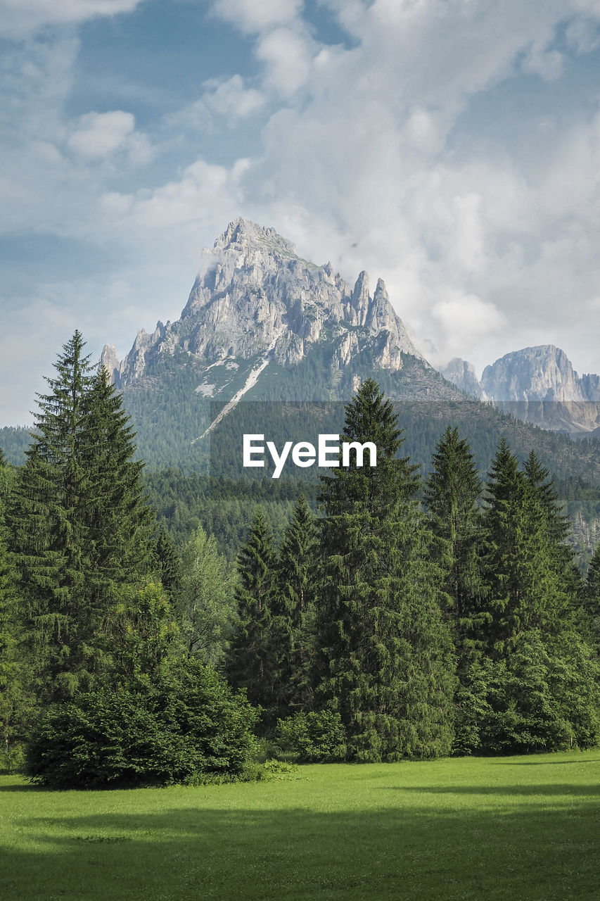 SCENIC VIEW OF PINE TREES AGAINST MOUNTAINS