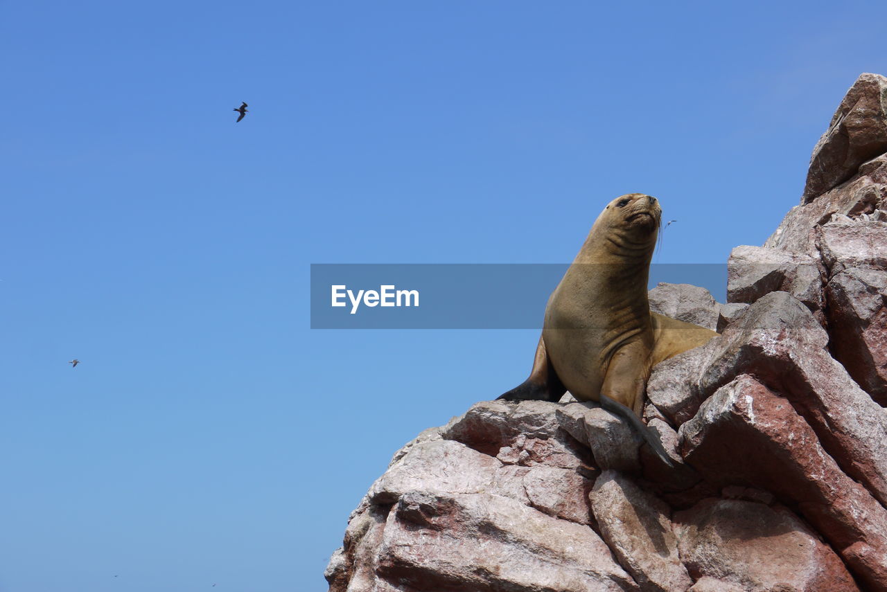 Low angle view of sea lion on rocks against clear sky