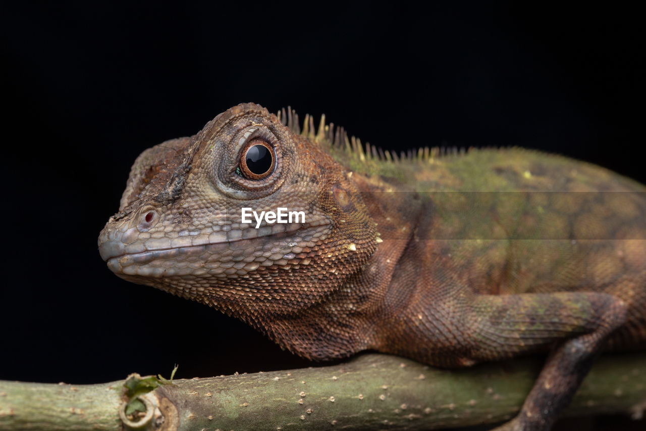 CLOSE-UP OF LIZARD ON ROCK