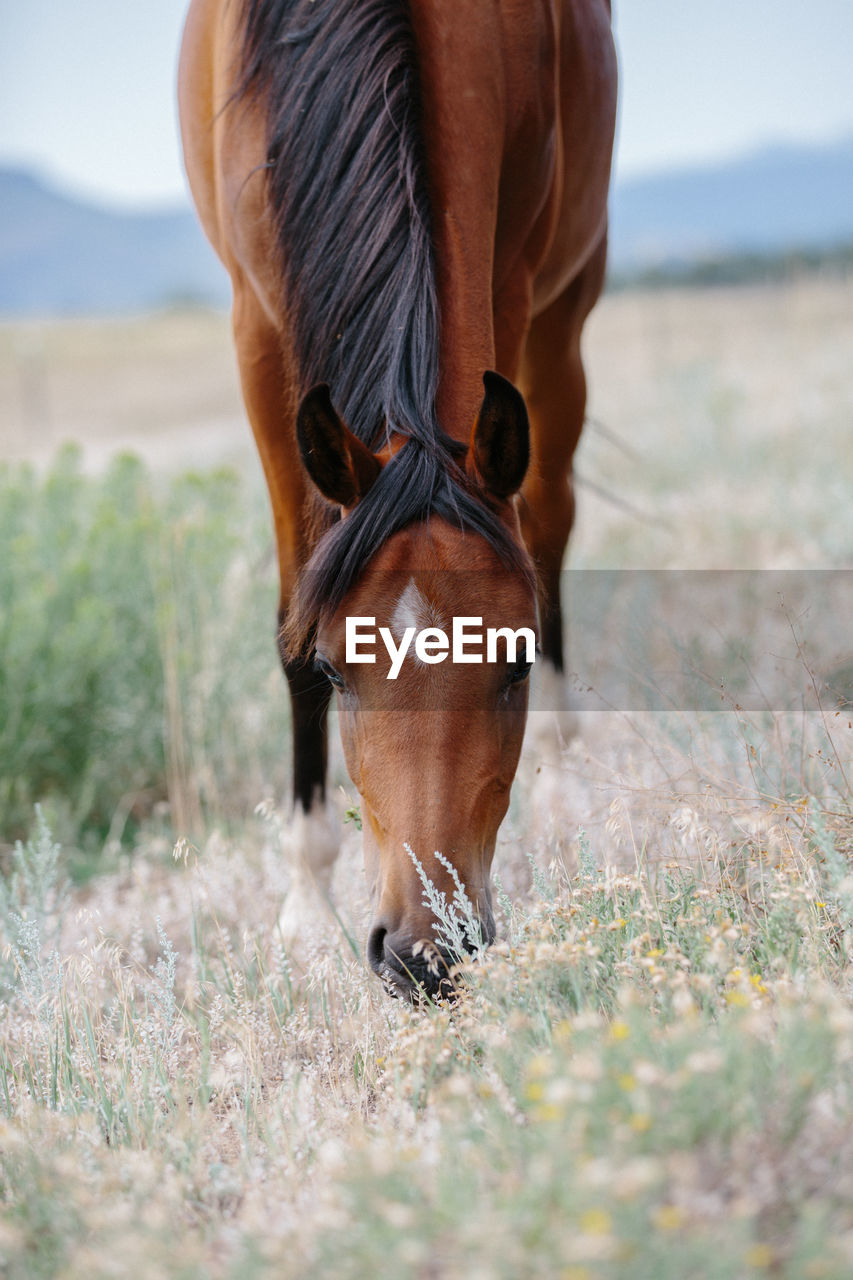 Arabian horse eating grass with head on view