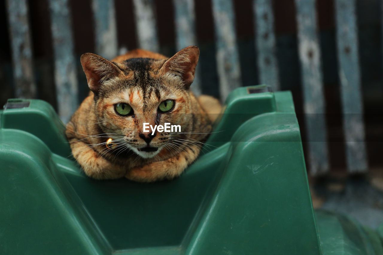 CLOSE-UP PORTRAIT OF A CAT SITTING ON A GREEN