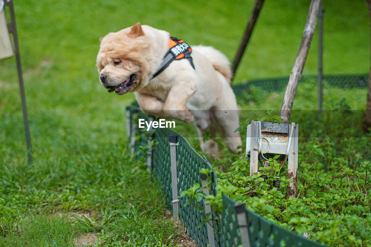 DOG STANDING ON GRASS