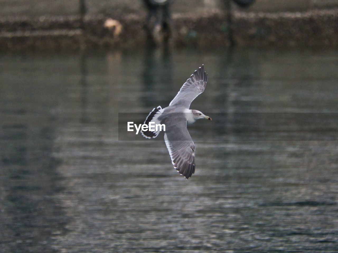 SEAGULLS FLYING OVER LAKE