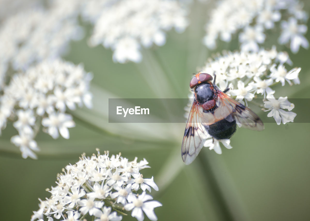 Close-up of insect pollinating on flower