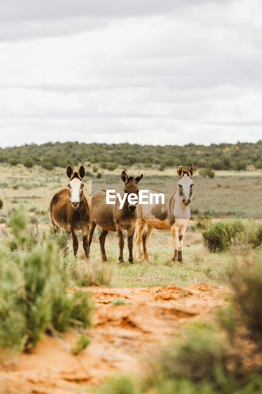 Three wild burros stare at camera on blm land of utah