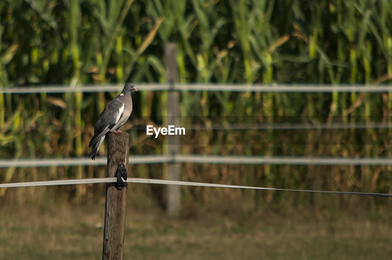 low angle view of bird perching on rope