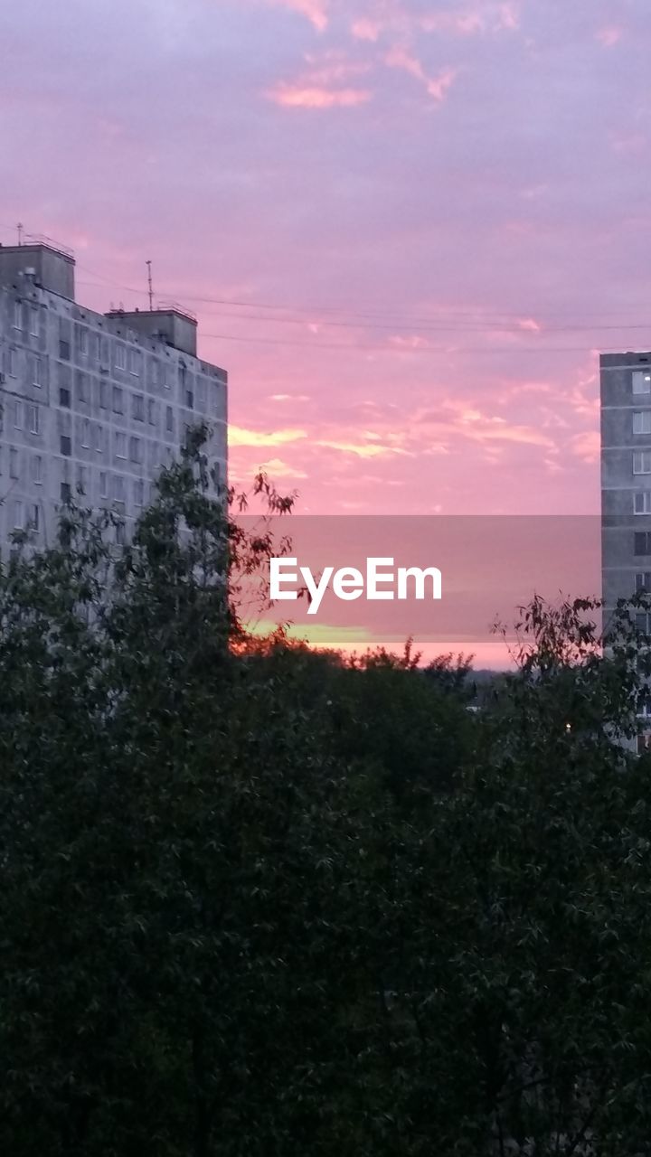 TREES AGAINST SKY DURING SUNSET