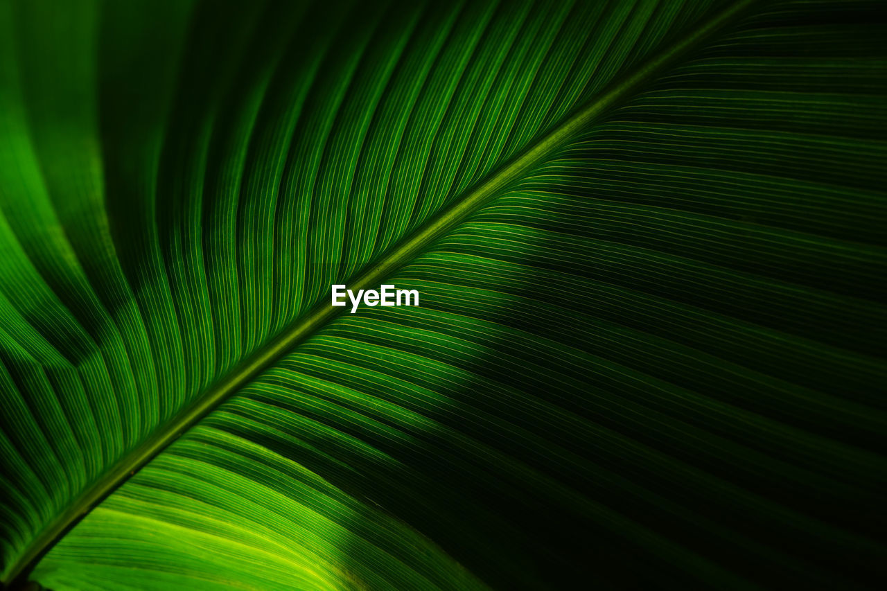 FULL FRAME SHOT OF PALM TREE LEAVES