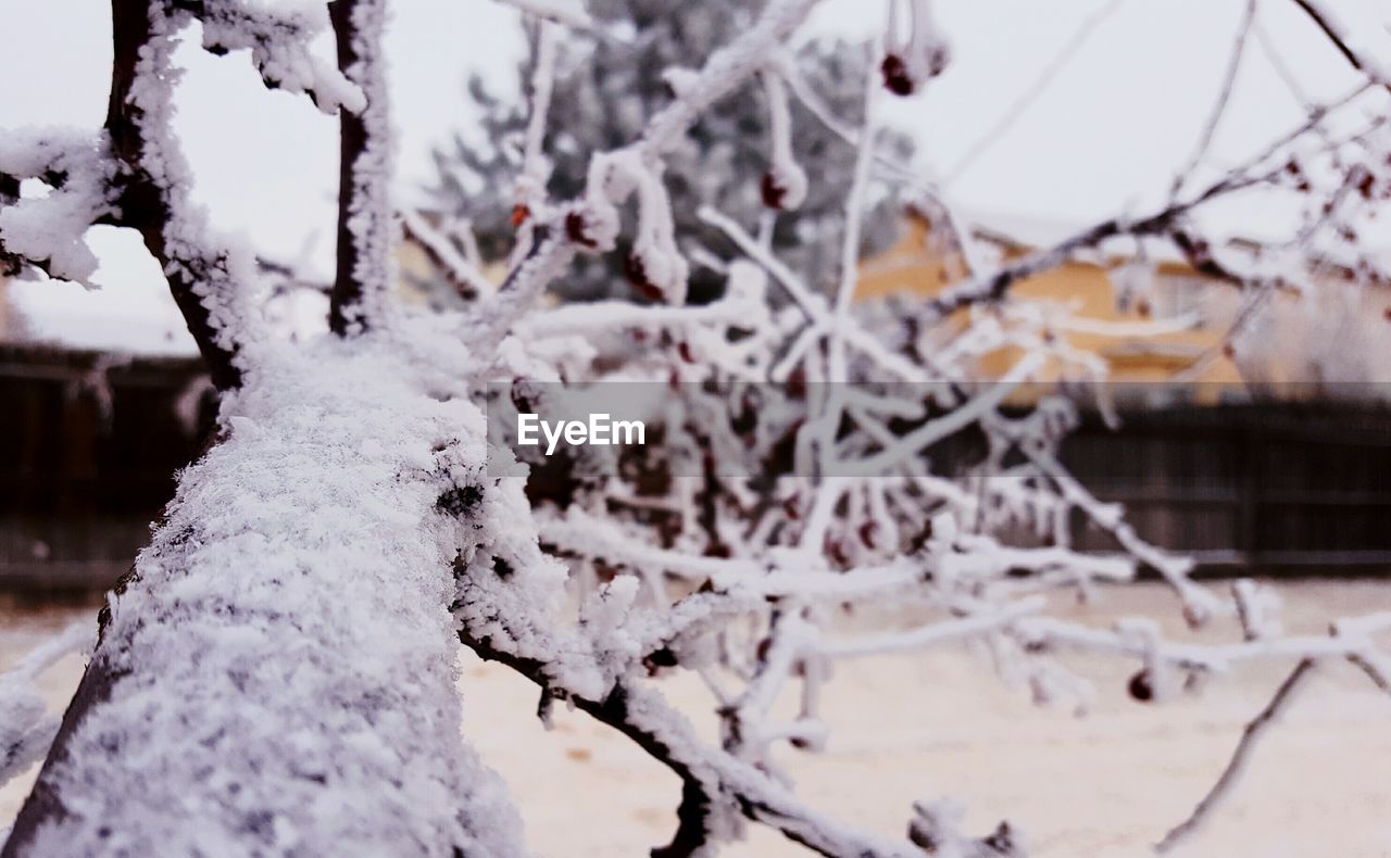 CLOSE-UP OF SNOW ON TREE