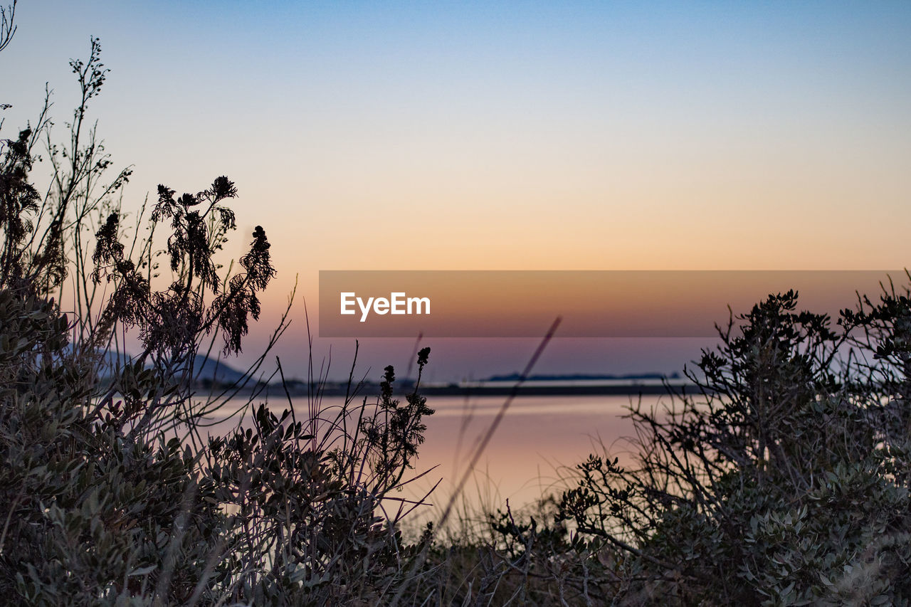 Plants by seascape during sunset