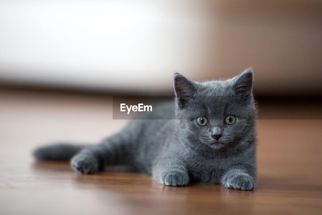 PORTRAIT OF CAT LYING ON FLOOR