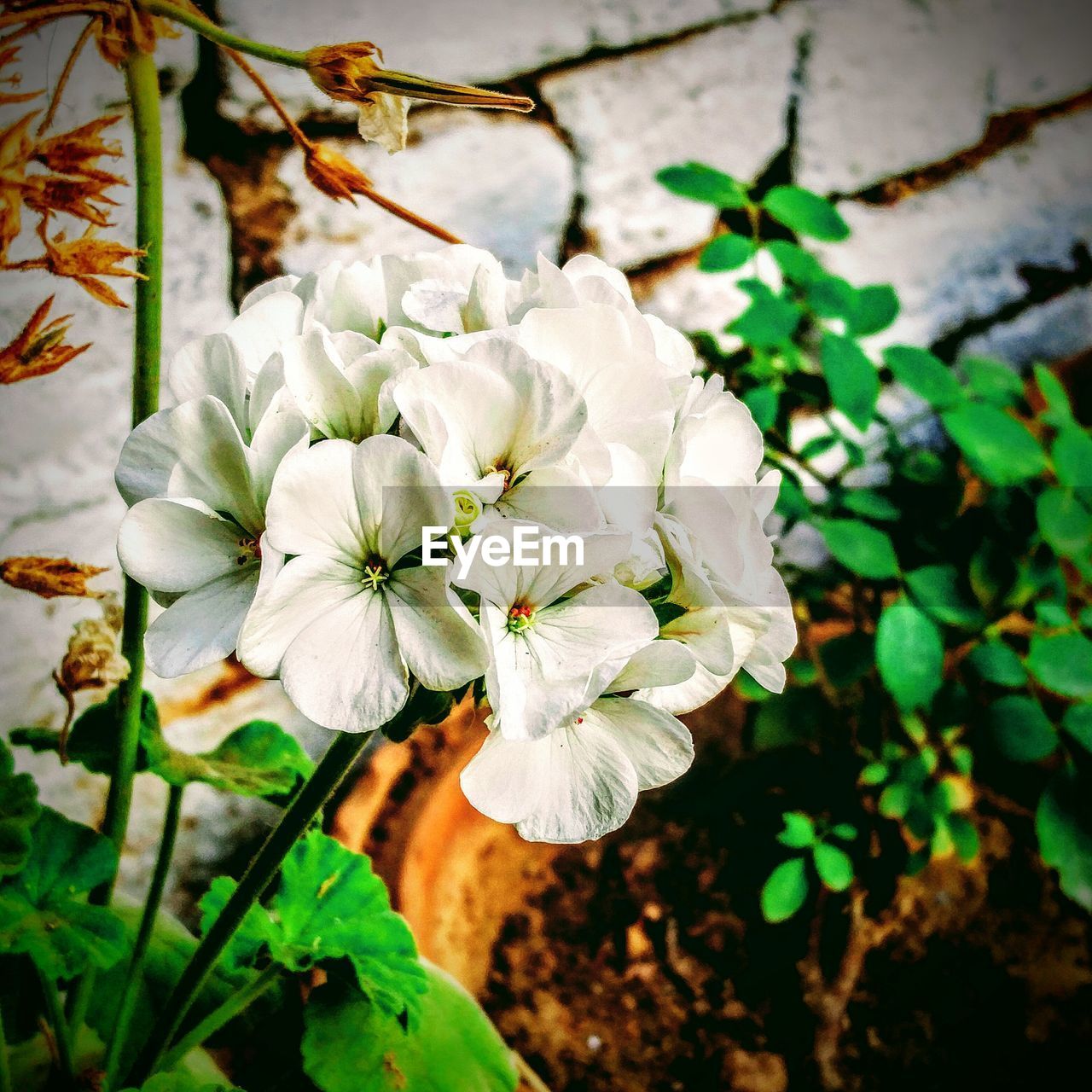 CLOSE-UP OF WHITE FLOWER BLOOMING OUTDOORS