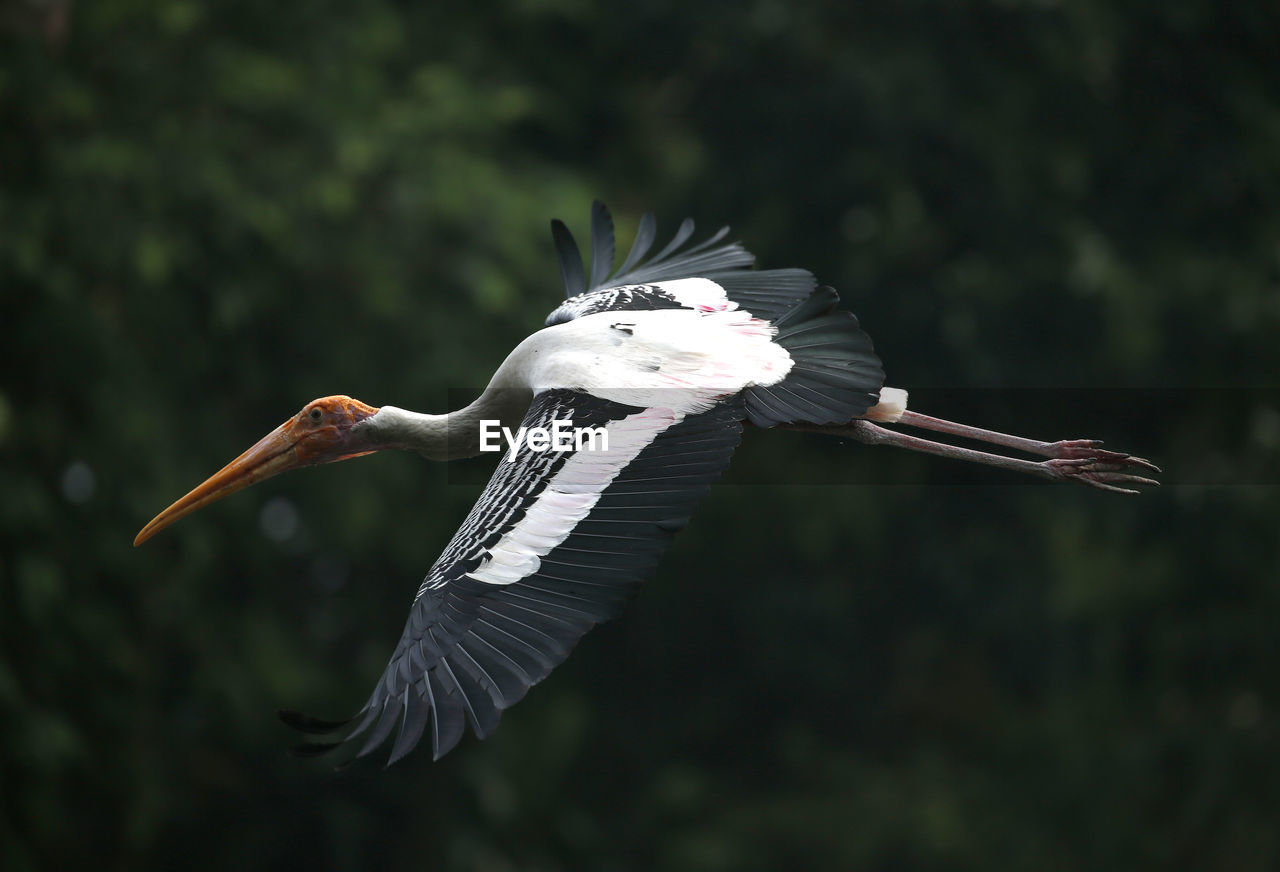 VIEW OF BIRD FLYING IN THE SKY